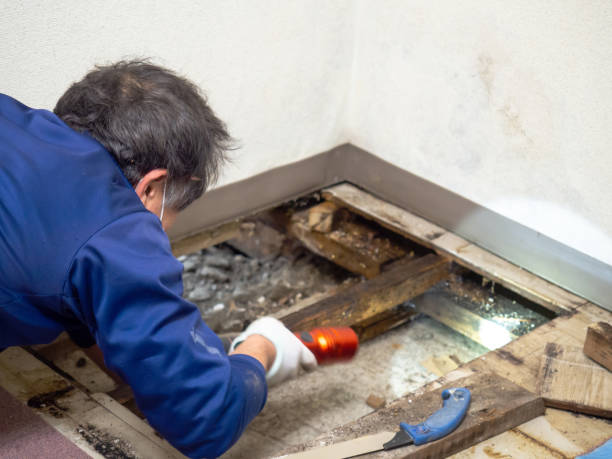 Best Emergency Mold Removal  in Barrackville, WV