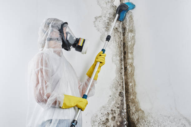 Best Mold Removal Company Near Me  in Barrackville, WV