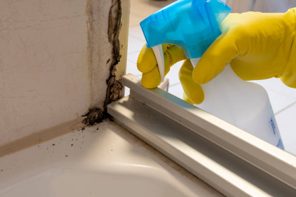 Best Black Mold Removal  in Barrackville, WV