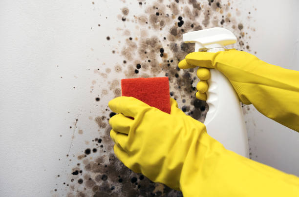 Best Emergency Mold Removal  in Barrackville, WV