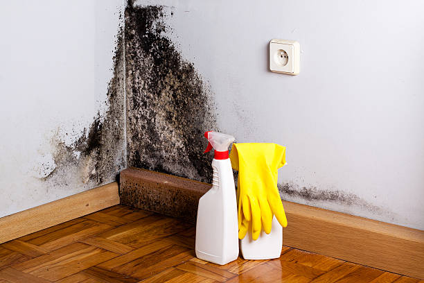 Best Same-Day Mold Removal  in Barrackville, WV