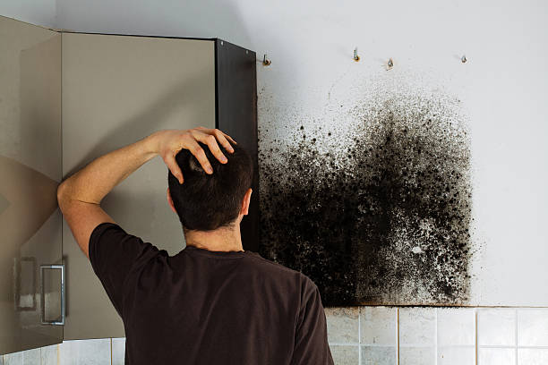 Best Crawl Space Mold Removal  in Barrackville, WV
