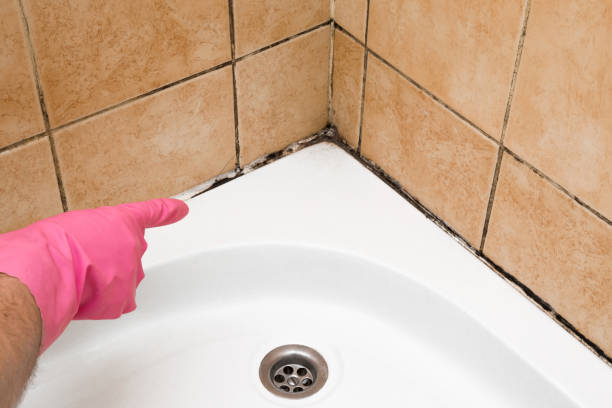 Best Professional Mold Removal  in Barrackville, WV