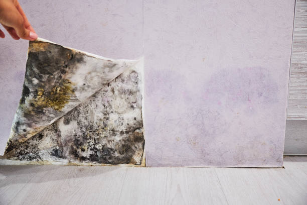 Best Mold Cleaning Services  in Barrackville, WV
